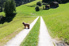 Region Viamala im Sommer